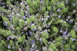 Salvia rosmarinus blooming 