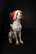 Cute Brittany Spaniel dog wearing a red Santa hat isolated on a black background