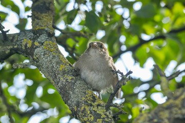 Sticker - Close-up of Sparrow perched on a branch of Coniferous tree with a blur green background