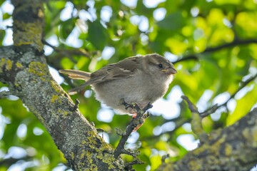 Sticker - Close-up of Sparrow perched on a branch of Coniferous tree with a blur green background