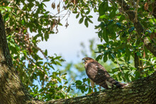 Juvenile Mississippi Kite Sounding Off As It Perches On A Large Branch Of A Live Oak Tree In New Orleans, Louisiana, USA	