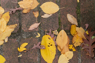 Sticker - autumn leaves on old bricks