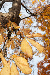 Poster - horse chestnut tree with autumn foliage