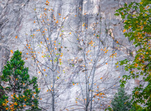 Yosemite Valley Fall Foliage: Maple Trees With Yellow And Orange Autumn Leaves And Sheer Granite Cliffs In The Background, On The Valley Floor Of Yosemite National Park In California. 