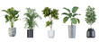 Leinwanddruck Bild - Plants in 3d renderinBeautiful plant in 3d rendering isolatedg isolated