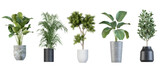 Plants in 3d rendering. Beautiful plant in 3d rendering isolated Plants in 3d rendering. Beautiful plant in 3d rendering isolated