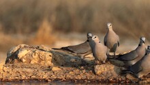 Cape Turtle Dove, Or Streptopelia Capicola, Drinking Water In A Waterhole In Kgalagadi Transfrontier Park, South Africa