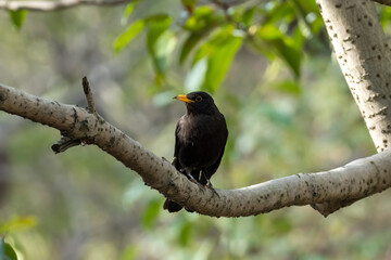 Wall Mural - Close-up of a sitting common blackbird during spring time