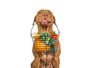 Pretty, lovable brown puppy and small basket of fresh vegetables. Close-up, indoors. Studio photo. Pet care. Concept of delicious and healthy food