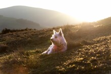 White West Highlander White Terrier Dog On A Grass In Scotland Viewing Around
