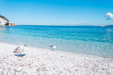 Wall Mural - Beautiful clear sea with clear water with beach and seagulls on Elba island, Italy