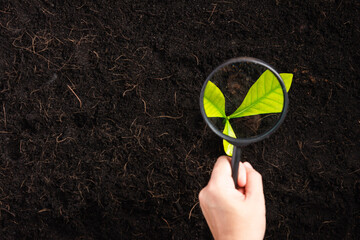 Wall Mural - Hand of researcher woman holding a magnifying glass on black soil at the garden to research seedlings growing, Inspecting new saplings growth, Concept of global pollution, and hands environments