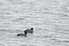 Two Coots Swimming On Sea