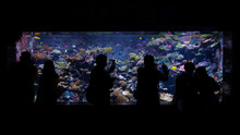 Silhouette Of People Looking Into Fish Tank Full With Ocean Animal, Coral And Reef Inside Large Aquarium At Singapore. Underwater Life Museum Park For Education And Enjoy.