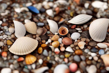 Seashells And Pebbles At The Beach