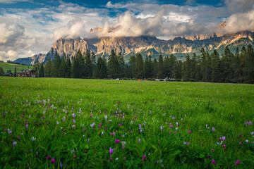 Wall Mural - Purple colchicum flowers blooming on the green fields, Dolomites, Italy