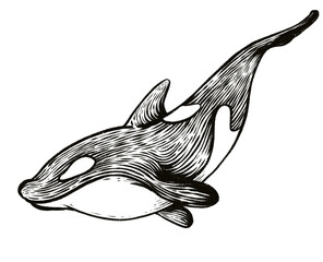 Wall Mural - Hand draw killer whale illustration 