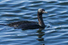 A Black Cormorant Floats On The Water