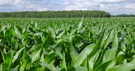 Wall Mural - Green corn in a field in the sunny summer season, a field with green corn in Europe