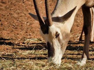 Sticker - Closeup view of an Arabian oryx grazing grass in a zoo in sunny weather