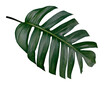 tropical leaf isolated on transparent background