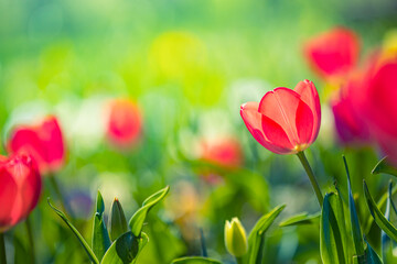 Wall Mural - Closeup nature view of amazing red pink tulips blooming in garden. Spring flowers under sunlight. Natural sunny flower plants landscape and blurred romantic foliage. Serene panoramic nature banner
