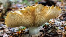 Russula Vesca, Known By The Common Names Of Bare-toothed Russula Or The Flirt, Is A Basidiomycete Mushroom Of The Genus Russula. It Is Considered Edible, With A Mild Nutty Flavour.