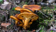 A Cluster Of Omphalotus Olearius, Commonly Known As The Jack-o'-lantern Mushrooms, Are Poisonous Orange Gilled Mushrooms. They Are Notable For Their Bioluminescent Properties.