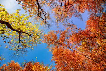 Sticker - Autumn yellow orange leaves on blue sky background. Golden autumn concept. Sunny day, warm weather. Autumn dream landscape. Autumnal serene scenic view of tree leaves sky background. Beautiful nature