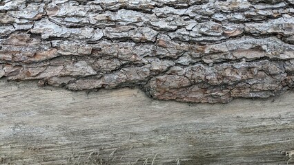 Wall Mural - tree trunk with bark for background