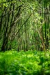 © Nacka78/Wirestock Creators - Vertical shot of the green beauty of a forest