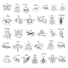 Collection Of Insects. Outline Illustrations. Hand Drawn Black Color Icons On White Background.