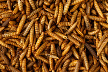 Dried Black Soldier Fly Larvae, Calci Worms Food Wildlife Birds