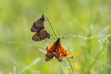 Wall Mural - Mass mating phenomena of tawny coster butterflies Acraea terpsicore on a grass during mating season with bokeh background