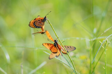 Wall Mural - Mass mating phenomena of tawny coster butterflies Acraea terpsicore on a grass during mating season with bokeh background