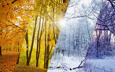 Wall Mural - collage of fall and winter forest in sunny weather. weather forecast and time flow concept image.