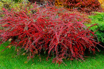 Wall Mural - red maple leaf