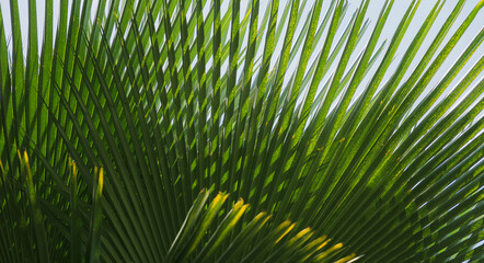 Wall Mural - Green leafs on blurred background in garden