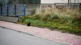 Fototapeta Zwierzęta - bezpański czarny kot na chodniku 
