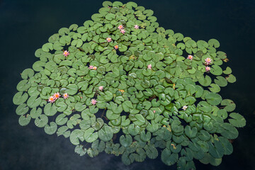 Sticker - Green leaves and lotus flowers in the pond on the water