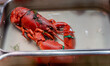 Lobster. The lobster lies on the shop window.