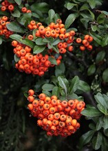 Bush Firethorn - Pyracantha Coccinea With Corymb Red Berries At Autumn Close Up