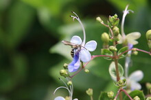 Scoliid Wasp Feeding On Nectar