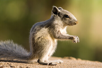 Sticker - Closeup shot of an adorable squirrel