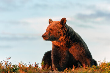 Wall Mural - brown bear at red sunset on top of the hill