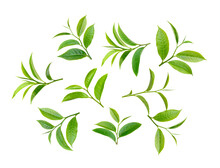 Tea Leaf On Transparent Png