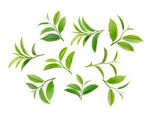 Canvas Print - tea leaf on transparent png