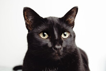 A Cute Big Black Cat With Big Eyes, Highlighted, Close Up, Isolated, In Focus, White Background