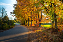 Colorful Autumn Trees By The Road. The Golden Polish Autumn.