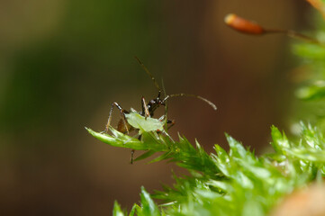 Wall Mural - damsel bug Nabidae or assassin bug sucking an aphid out sitting on a plant